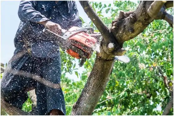 tree services Camano